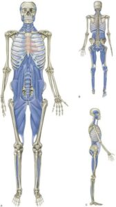 Deep Front Line (DFL) – derin boyun fleksörleri, diyafram ve psoas bağlantıları; göz hareketleri ile omurga stabilitesi arasındaki ilişki.